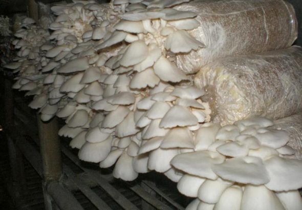 Strategi Bisnis Budidaya Jamur Tiram Rumahan Agar Cepat Panen